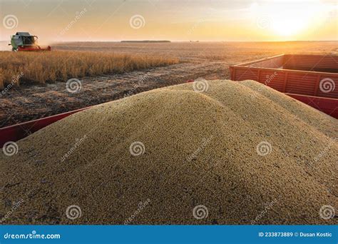 Harvesting Of Soybean Field With Combine Stock Image Image Of