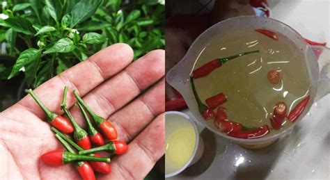 Anghang Sarap Alak Na May Sili Bet Tikman Ng Netizens Balita