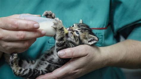 Kitten Vaccination Schedule: Chart And Costs – Forbes Advisor