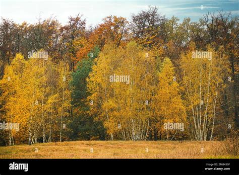 Group Of Young Birch Trees Betula Pendula In Autumn Colour