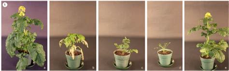 Plants Free Full Text Genetic Variation In Morphology Seed Quality