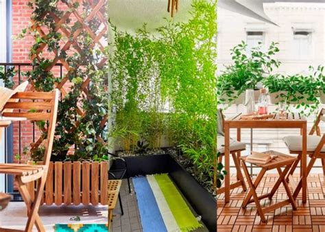 Best Balcony Privacy Plants: 12 Beautiful Ideas to Create a Private ...