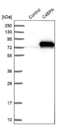 C4 Binding Protein A Antibody NBP1 88262 By Novus Part Of Bio Techne