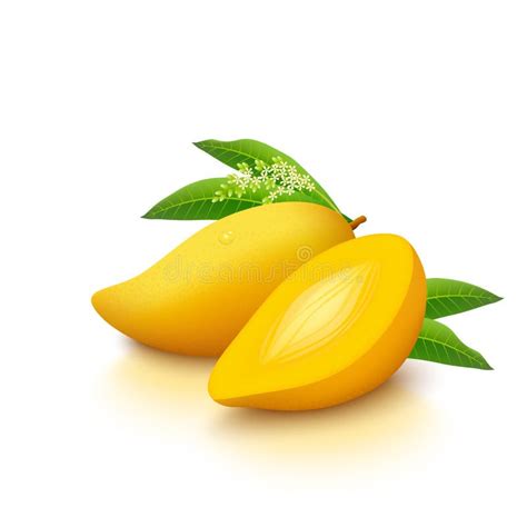 Rbol De Mango Amarillo Aislado Sobre Fondo Blanco Ilustraci N Del