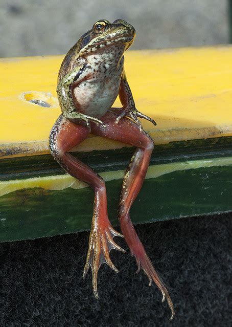 Northern Red Legged Frog Rana Aurora Natalie Mcnear Flickr