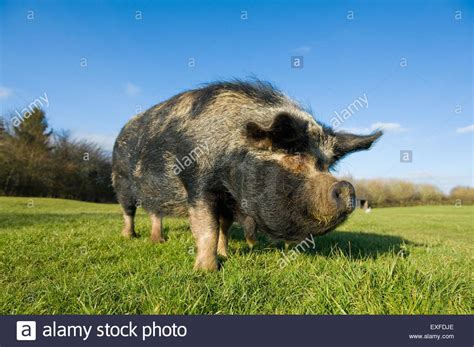 Vietnamese Pot Bellied Pig Stock Photo Alamy