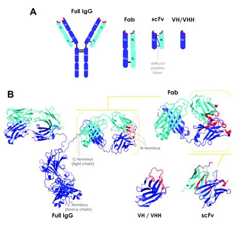 Overview Of The Structure Of Antibody Fragments A General Schematic