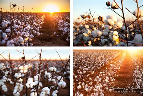 Cotton Field Sunset Set Texas Cotton Photography Travlin Photography