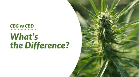 Cbg Vs Cbd Whats The Difference Vitality Cbd Inc