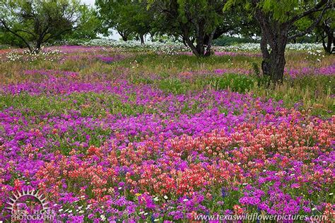 Texas Wildflower and Bluebonnet Sightings Report : Texas Wildflower Hot ...