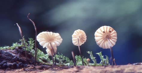 Drei Schwindlinge Halsbandschwindlinge Marasmius Rotula