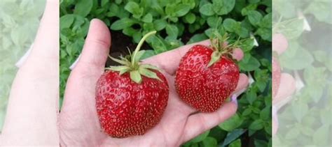 Клубника гигантелла саженцы рассада купить в Чехове | Товары для дома и ...
