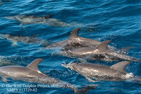 Wild Dolphin Project: Off the Florida Coast - Wild Dolphin Project