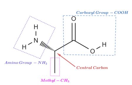 Alanine Amino Acid Structure