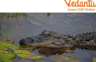 Alligators and Crocodile Habitat Facts | Learn Important Terms and Concepts