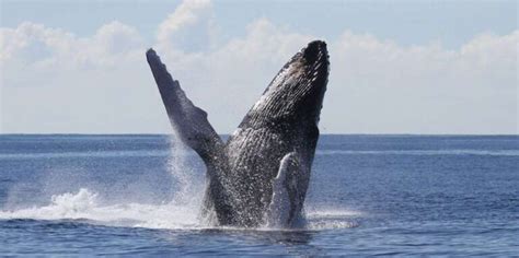 The Best Hervey Bay Whale Watching Tours Reviews World