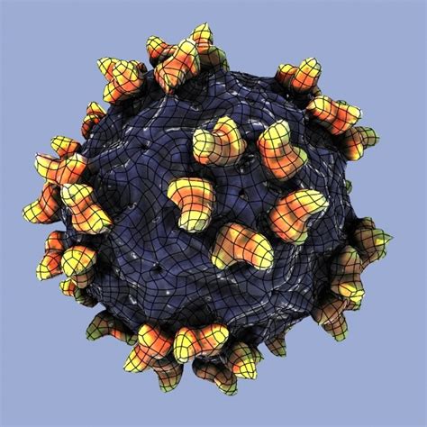 3d human rhinovirus