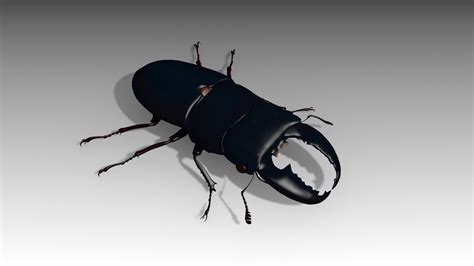 3D giant stag beetle - TurboSquid 1404546