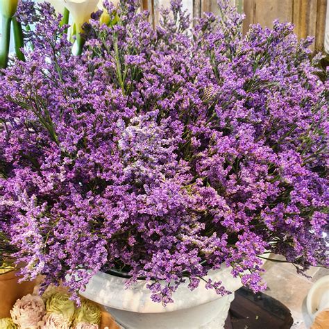 Statice Limonium Fleurs De Pays