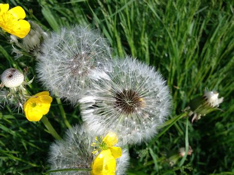 Fotos gratis naturaleza césped prado diente de león verano