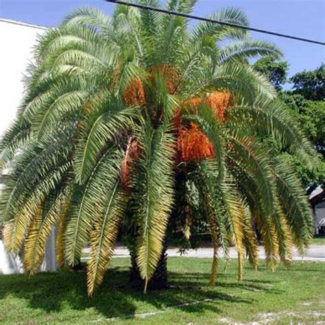 Types of Palm Trees in Florida - The Cards We Drew