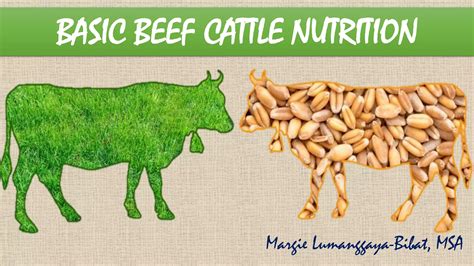 Beef Cattle Nutrition Ppt