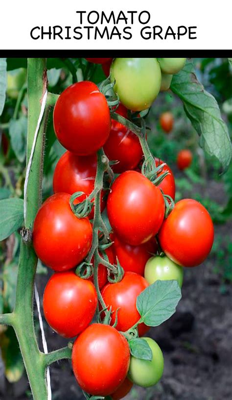 Tomato - Christmas Grape - Seedfreaks | Sow the change you want to seed