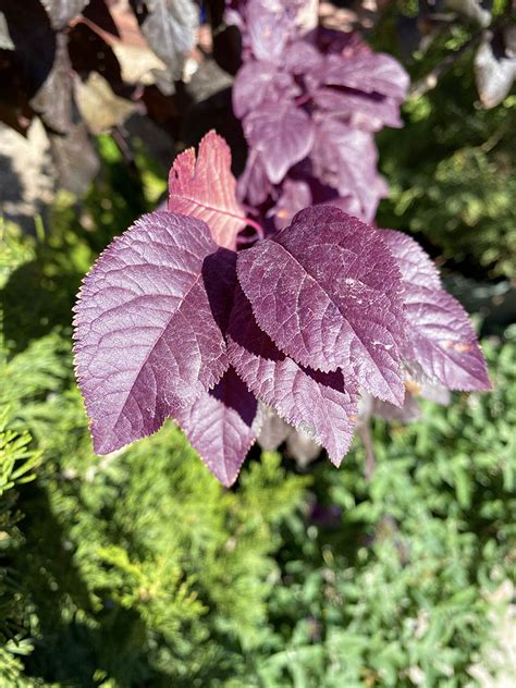 Purple Leaf Plum Trees Landscaping Tree Guzman S Garden Centers