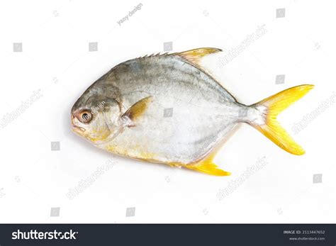 2,058 Butterfish Images, Stock Photos & Vectors | Shutterstock