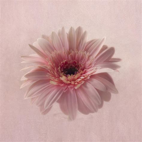 Pink Pink Pink Photograph By Kim Hojnacki Fine Art America