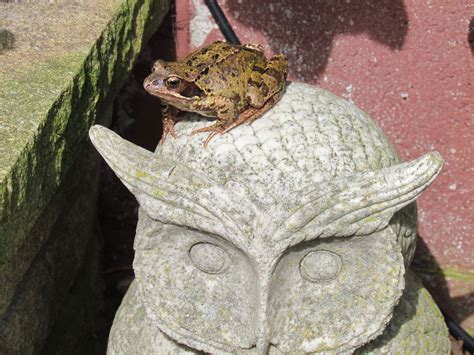 Are Frogs Good For Your Garden at Emily Quiles blog