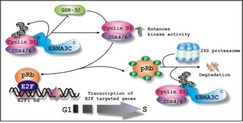 A Schematic Illustration Of How Ebna3c Regulates Cyclin Open I