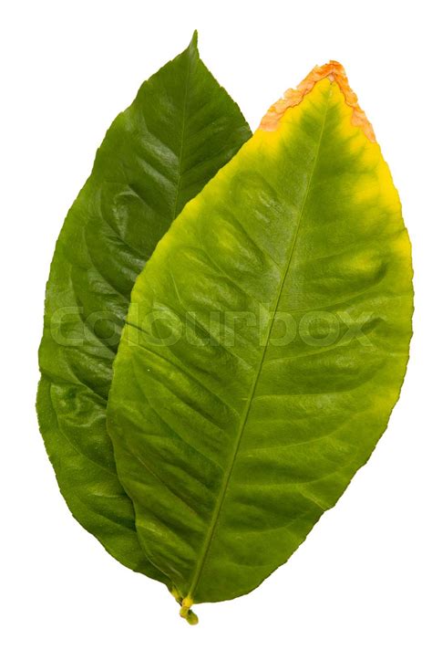 Lemon Leaf Salal Gaultheria Shallon Isolated On White Stock Image