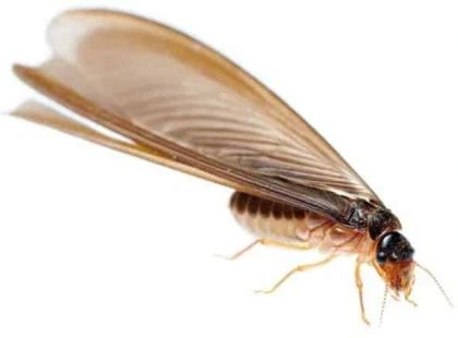 How to Get Rid of Flying Termites with Wings