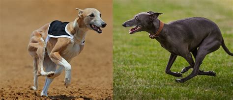 Whippet Vs Greyhound The Key Differences In Look And Temperament K9 Web