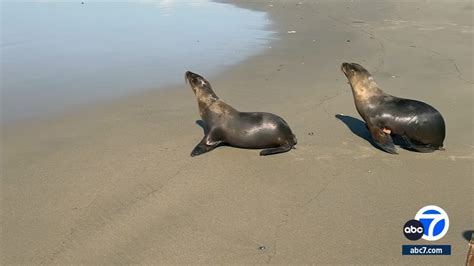 4 resilient sea lion pups released into the ocean after spending two months at the Marine Mammal ...