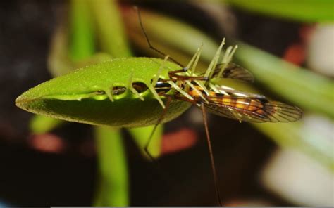 Can Plants Eat Insects? | Wonderopolis