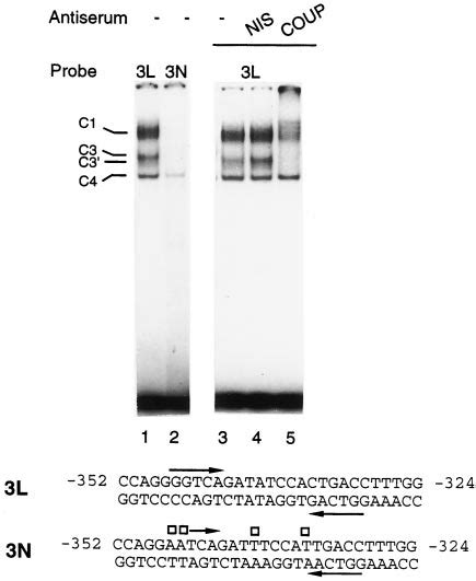 The HIV-1 LTR and localization of some binding sites. NRRE, NF-B, Sp1 ...