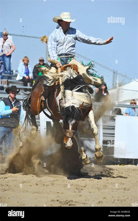 A Saddle Bronc Horse And Rider Jumping In The Air At An Outdoor Rodeo