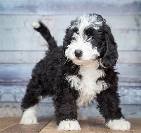 Bernedoodle Dog Breed Information Facts Temperament And Size All