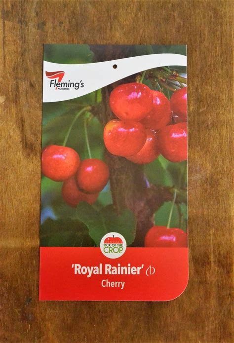 Cherry Royal Rainier Guildford Garden Centre