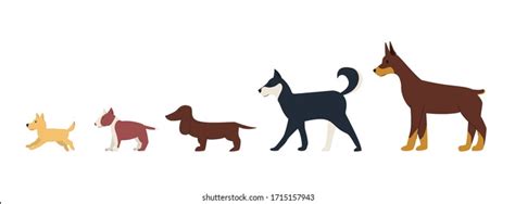 Dog Growth Stage Progression Growing Dogs Stock Vector Royalty Free