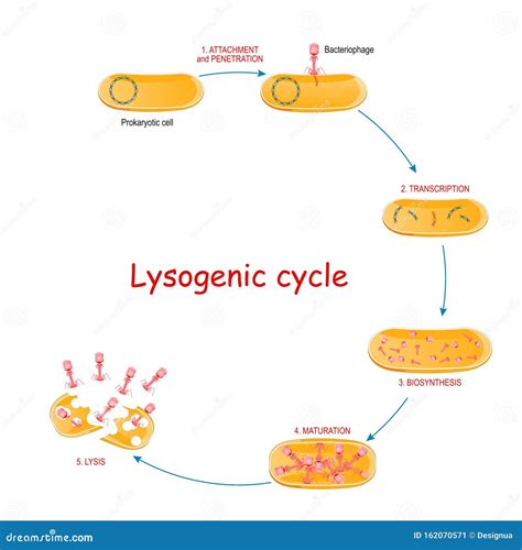 5 Stages Of Lytic Cycle