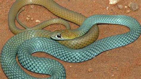 New species of venomous snake has been discovered in Australia - World ...