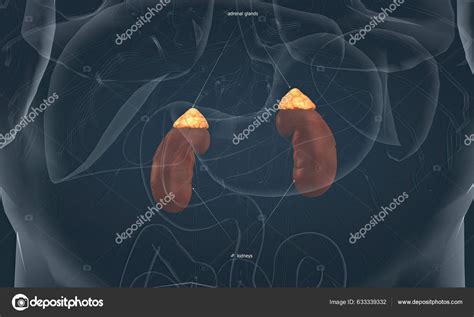 Adrenal Glands Produce Corticosteroid Hormon Epinephrine Which Maintain