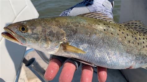 Fishing Galveston Bay Speckled Trout Catch Clean Cook With Southern