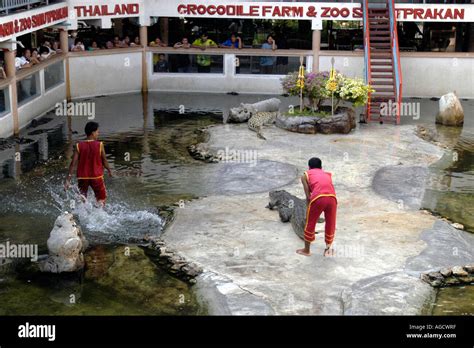 samutprakan crocodile farm zoo bangkok thailand stock photo alamy