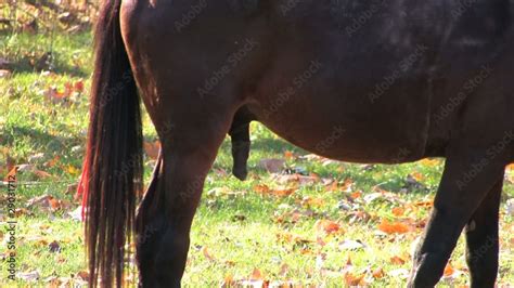 Genitals Of A Horse Penis Stock Video Adobe Stock