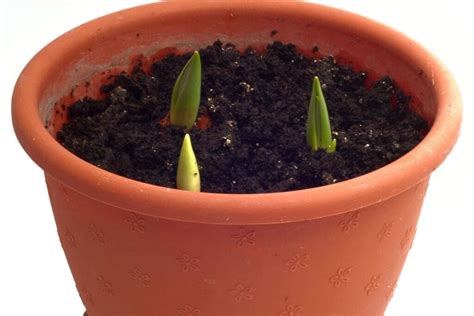 How To Propagate Tulips A Step By Step Guide