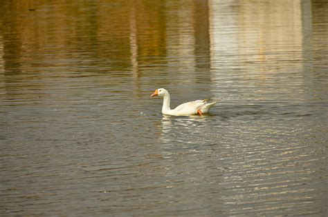 Domestic Swan Goose Stock Photo - Download Image Now - Animal, Animal ...